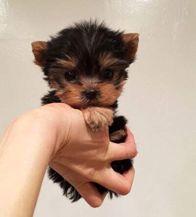 Female Teacup Yorkshire Terrier Puppy