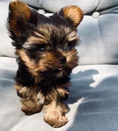 Male Teacup Yorkshire Terrier Puppy