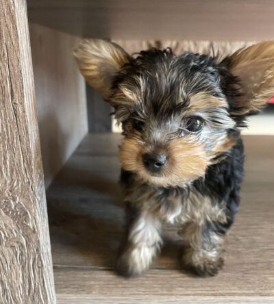 Male Teacup Yorkshire Terrier Puppy