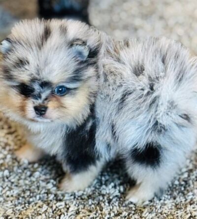 Male Teacup Pomeranian Puppy
