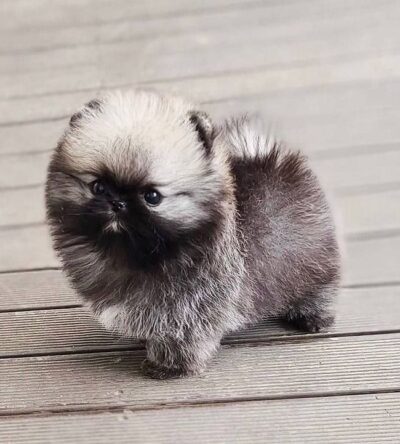 Female Teacup Pomeranian Puppy