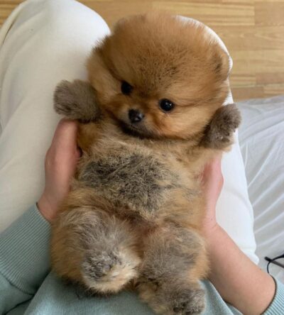 Female Teacup Pomeranian Puppy