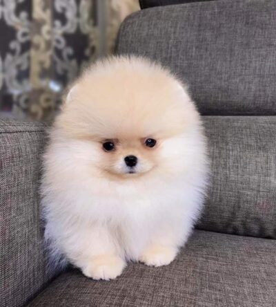 Male Teacup Pomeranian Puppy