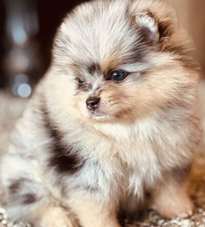 Male Teacup Pomeranian Puppy