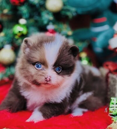 Female Teacup Pomeranian Puppy