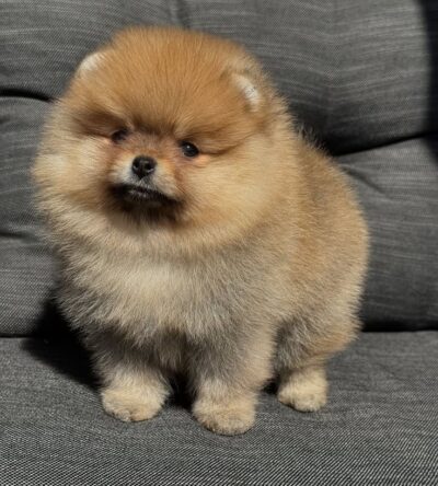 Male Teacup Pomeranian Puppy