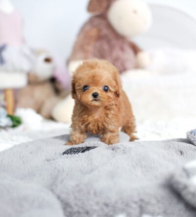 Male Teacup Poodle Puppy