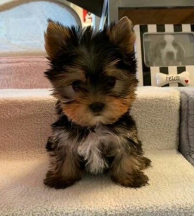 Female Teacup Yorkshire Terrier Puppy