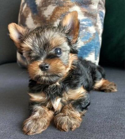 Male Teacup Yorkshire Terrier Puppy